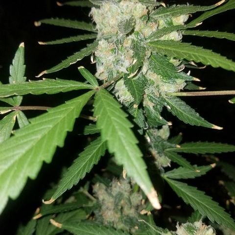 Kracken #1 growlog timeline photo