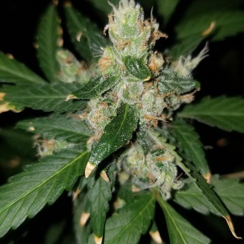 Kracken #1 growlog timeline photo