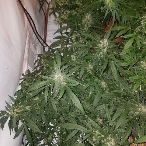 Kracken #2 growlog timeline photo