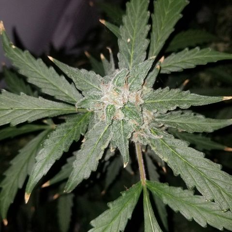 Kracken #2 growlog timeline photo
