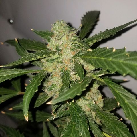 Kracken #2 growlog timeline photo