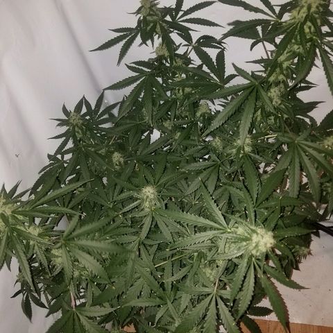 Bam Bam #3 growlog timeline photo