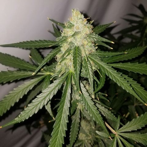 Bam Bam #3 growlog timeline photo