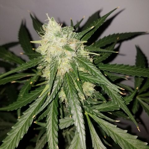 Bam Bam #3 growlog timeline photo