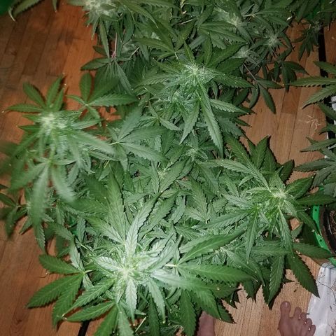 Bam Bam #2 growlog timeline photo