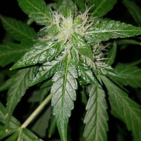 Bam Bam #2 growlog timeline photo