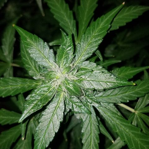 Bam Bam #2 growlog timeline photo