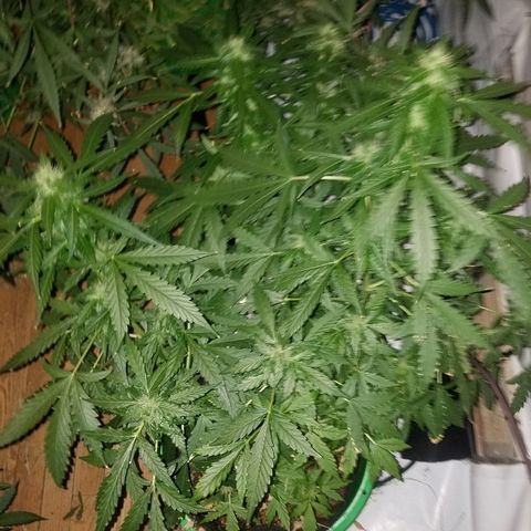 Bam Bam #1 growlog timeline photo