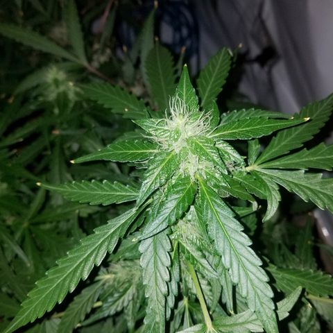 Bam Bam #1 growlog timeline photo