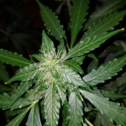 Bam Bam #1 growlog timeline photo