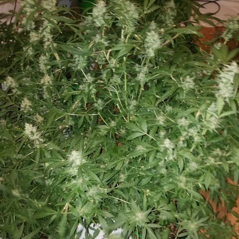 Bitchen Camaro  growlog timeline photo