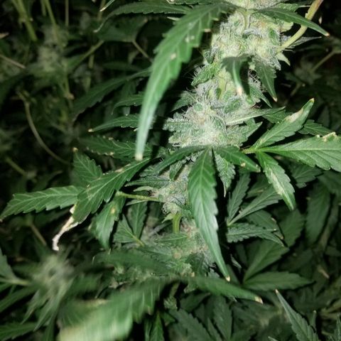 Bitchen Camaro  growlog timeline photo