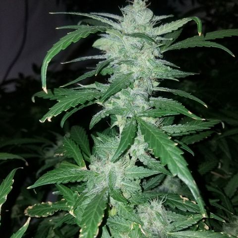 Bitchen Camaro  growlog timeline photo