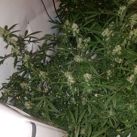 White widow  #1 growlog timeline photo