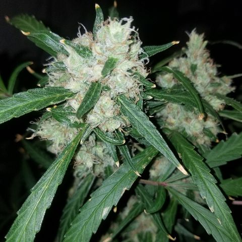 White widow  #1 growlog timeline photo