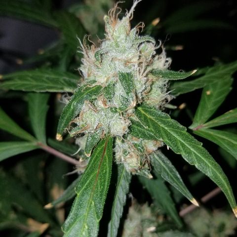White widow  #1 growlog timeline photo