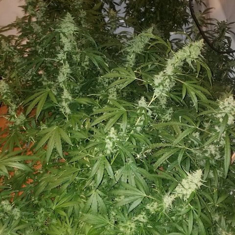 Bubblegum breath  #1 growlog timeline photo