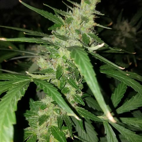 Bubblegum breath  #1 growlog timeline photo