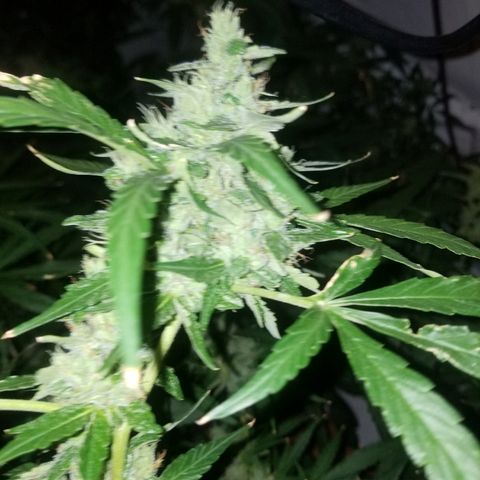 Bubblegum breath  #1 growlog timeline photo