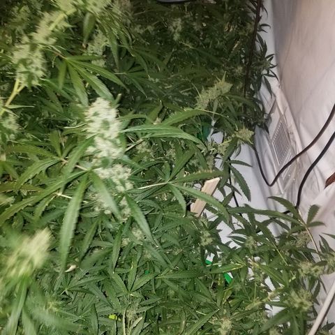 Bubblegum breath  #2 growlog timeline photo
