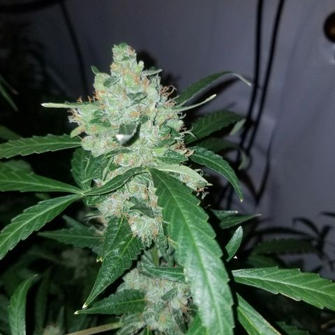 Bubblegum breath  #2 growlog timeline photo