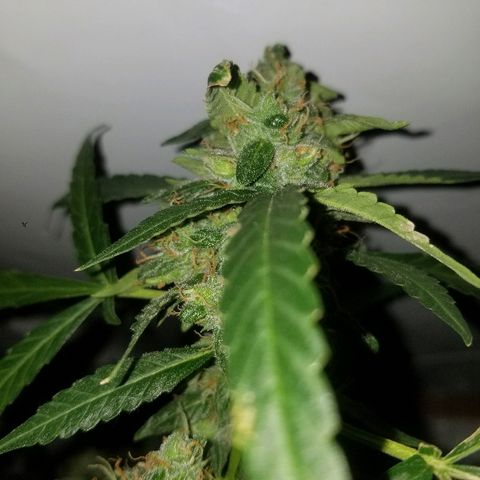 Bubblegum breath  #2 growlog timeline photo