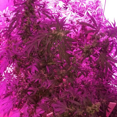 Bubblegum breath  #1 growlog timeline photo