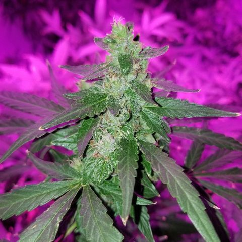 Bubblegum breath  #1 growlog timeline photo