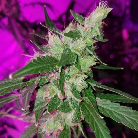 Bubblegum breath  #1 growlog timeline photo