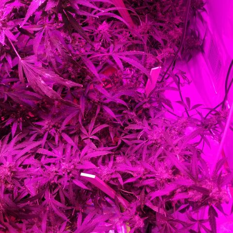 Bubblegum breath  #2 growlog timeline photo