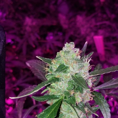 Bubblegum breath  #2 growlog timeline photo