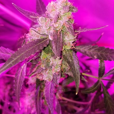Bubblegum breath  #2 growlog timeline photo