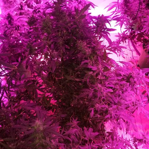 Bitchen Camaro  growlog timeline photo