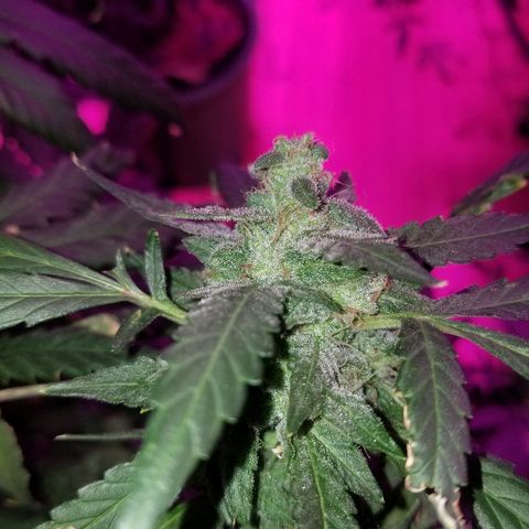 Bitchen Camaro  growlog timeline photo