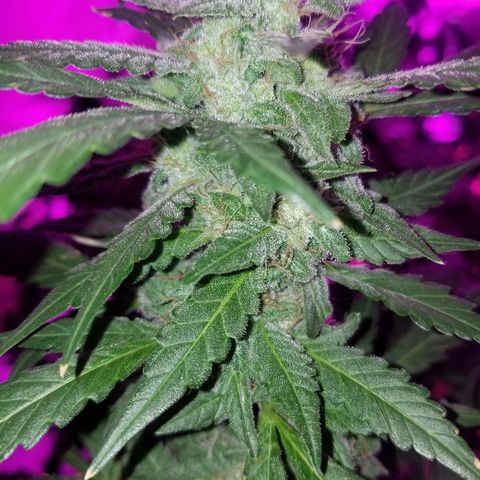 Bitchen Camaro  growlog timeline photo