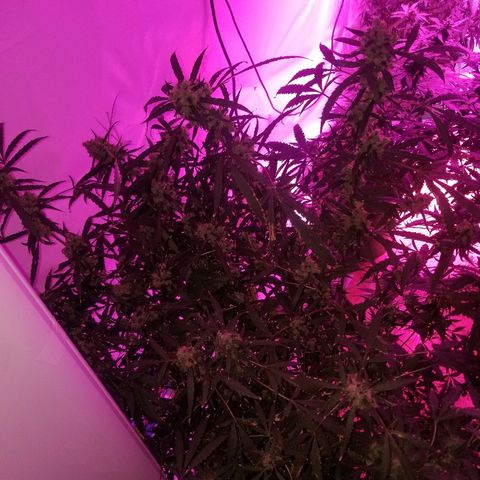 White widow  #1 growlog timeline photo