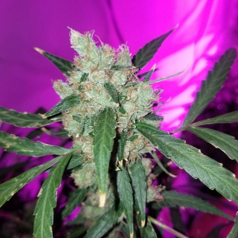 White widow  #1 growlog timeline photo