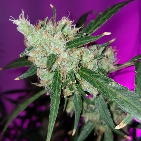 White widow  #1 growlog timeline photo