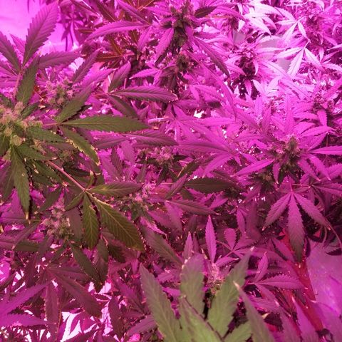 Kracken #1 growlog timeline photo