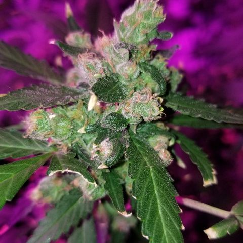 Kracken #1 growlog timeline photo