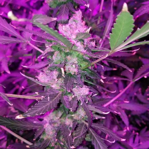 Kracken #1 growlog timeline photo