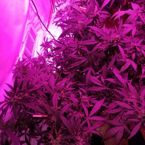 Kracken #2 growlog timeline photo