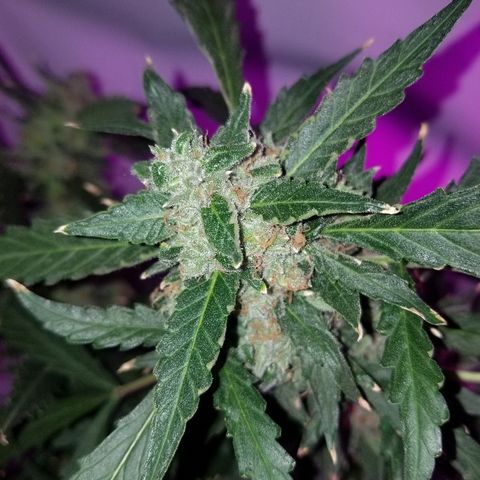 Kracken #2 growlog timeline photo