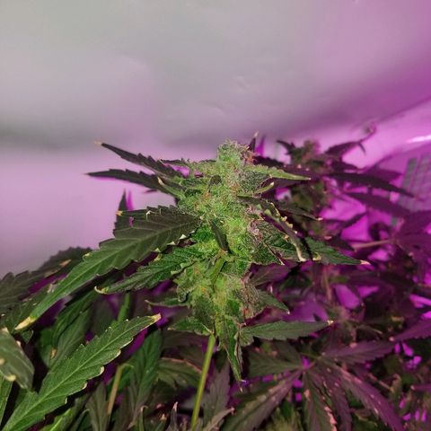 Kracken #2 growlog timeline photo