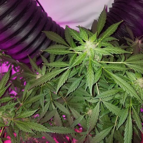 G14 #1 growlog timeline photo