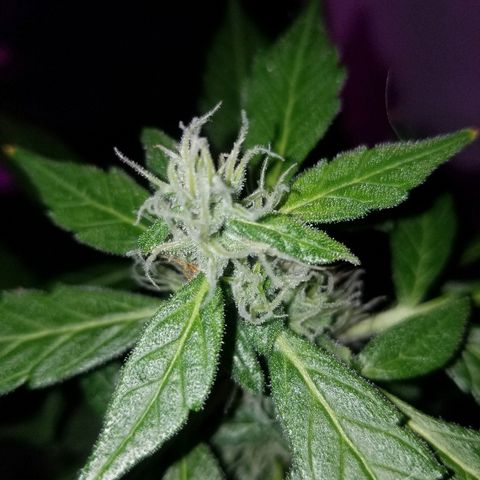 G14 #1 growlog timeline photo
