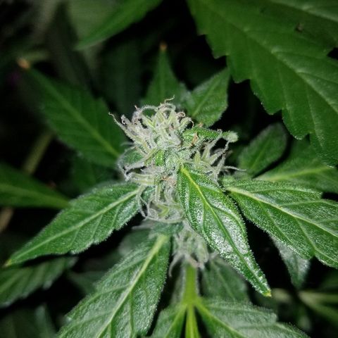 G14 #1 growlog timeline photo