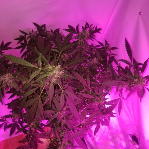 Do Si Dos Auto growlog timeline photo