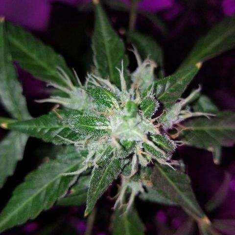 Do Si Dos Auto growlog timeline photo
