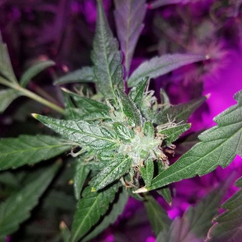 Do Si Dos Auto growlog timeline photo